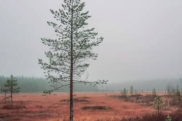 Фото номера Вилла Виллы Domnan Pirtti г. Kuivajärvi 13